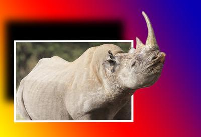 Black Rhino