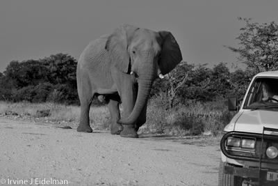 Elephant in Etosha