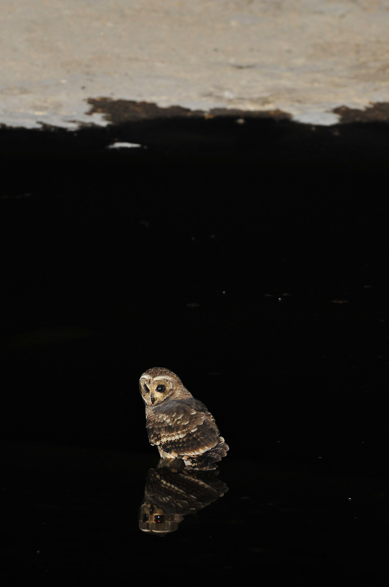 Wood Owl reflection in Moringa waterhole at Halali