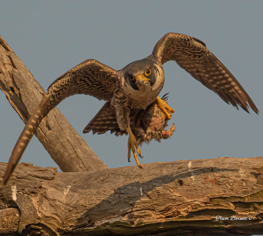 Peregrine falcon at Rietvlei