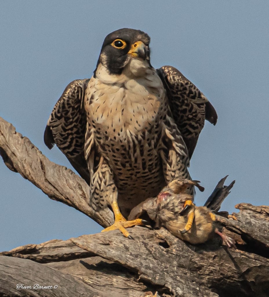 Peregrine falcon at Rietvlei 2