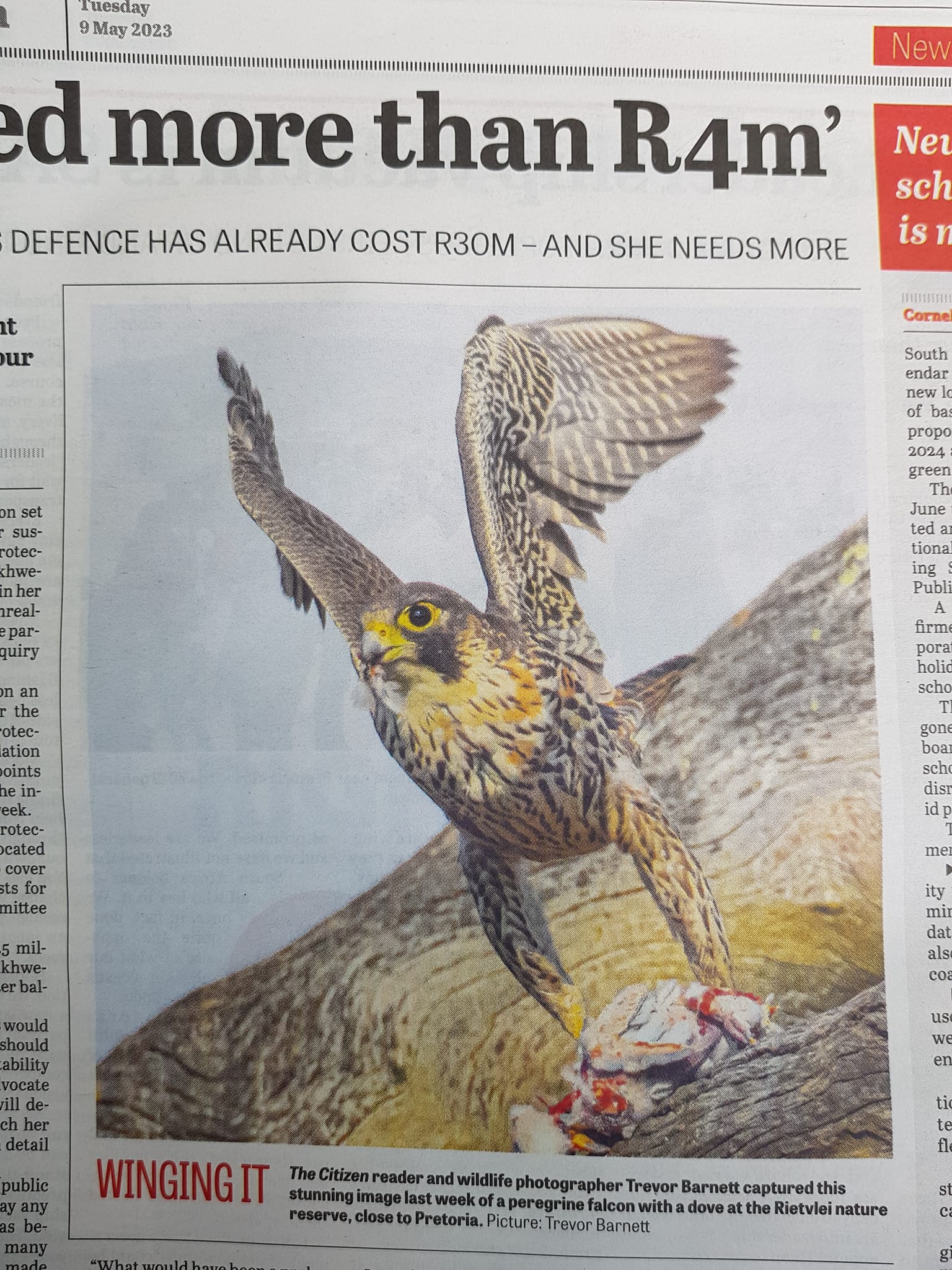 perigrine falcon - Citizen newspaper