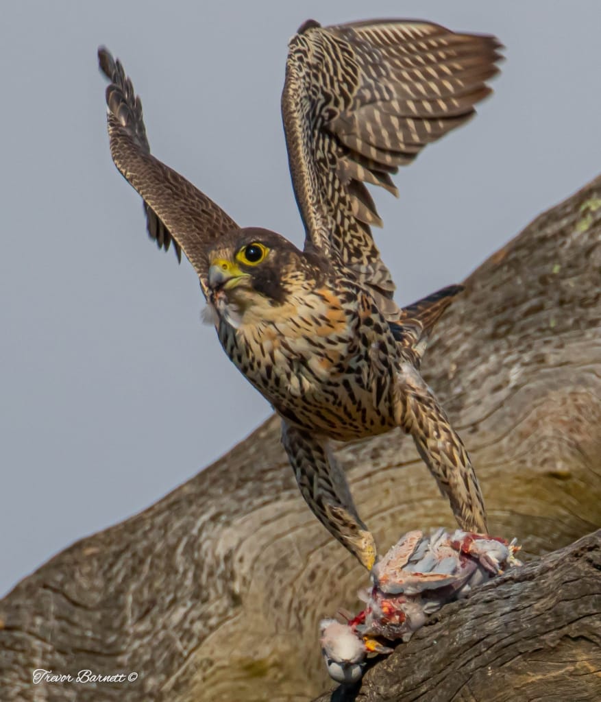 Peregrine falcon  