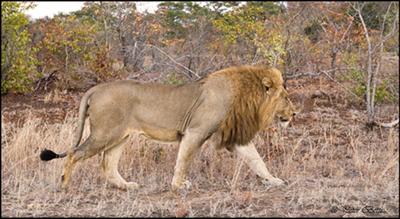 Lion at Eendrag Windmill 60mm on FX