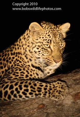 Leopard as if you didn't know