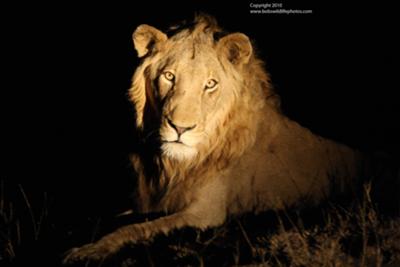 Here's looking at you