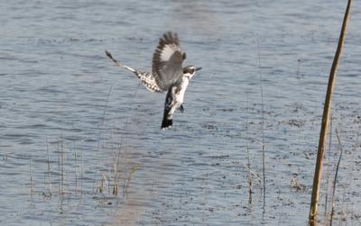 Pied Kingfisher at transport dam.