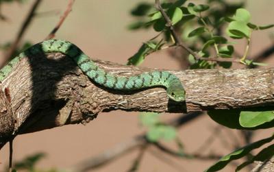 Green tree snake at Duke waterhole.