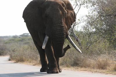 Elephant bull ambling along on the road from Lower Sabie to the bridge over the Sabie River.