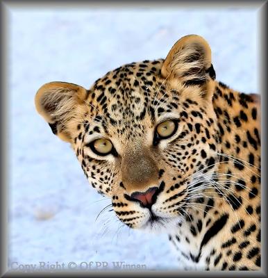 Leopard portrait