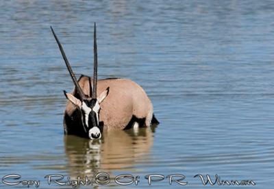 Gemsbok drinking