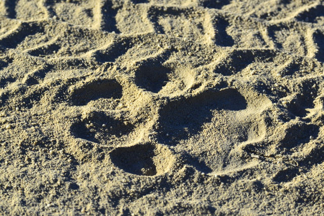 Lion spoor in road Lion spoor in road