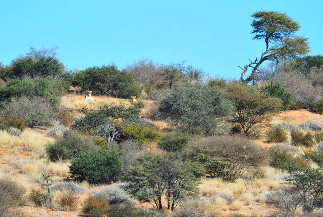 Lionesses on sand dune near Polentswa Lodge Lionesses on sand dune near Polentswa Lodge