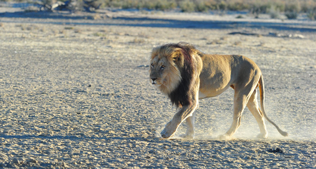 Male Lion on the move from waterhole Male Lion on the move from waterhole