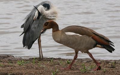 Egyptian Goose sizing up A Grey Heron