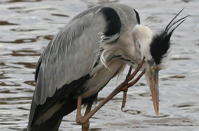 Grey Heron along Sunset Dam edge.Long toes for a long itch.