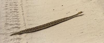 The slowest snake on the planet