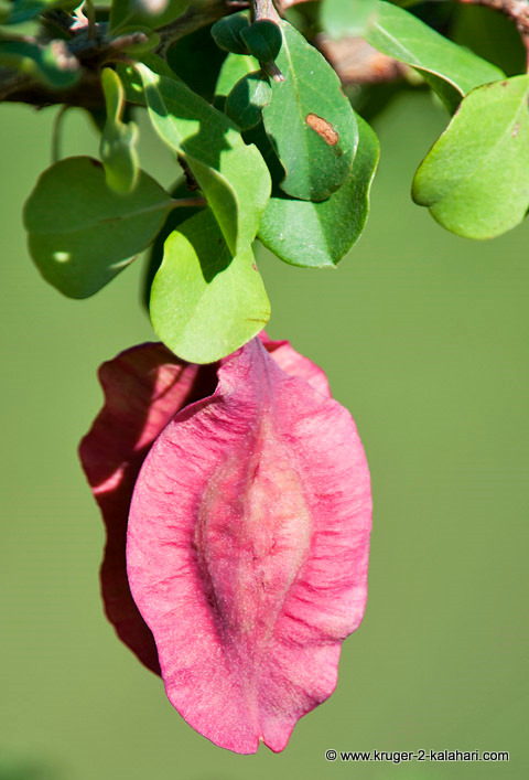 Purple Pod near Olifants camp