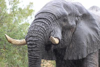 A shining complexion.