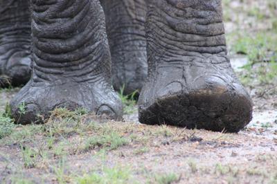 My boots were polished before I left home.