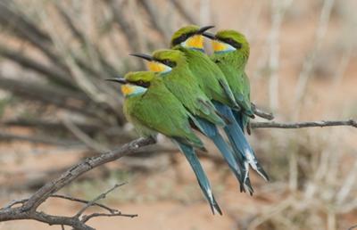 Swallow Tailed Bee Eaters