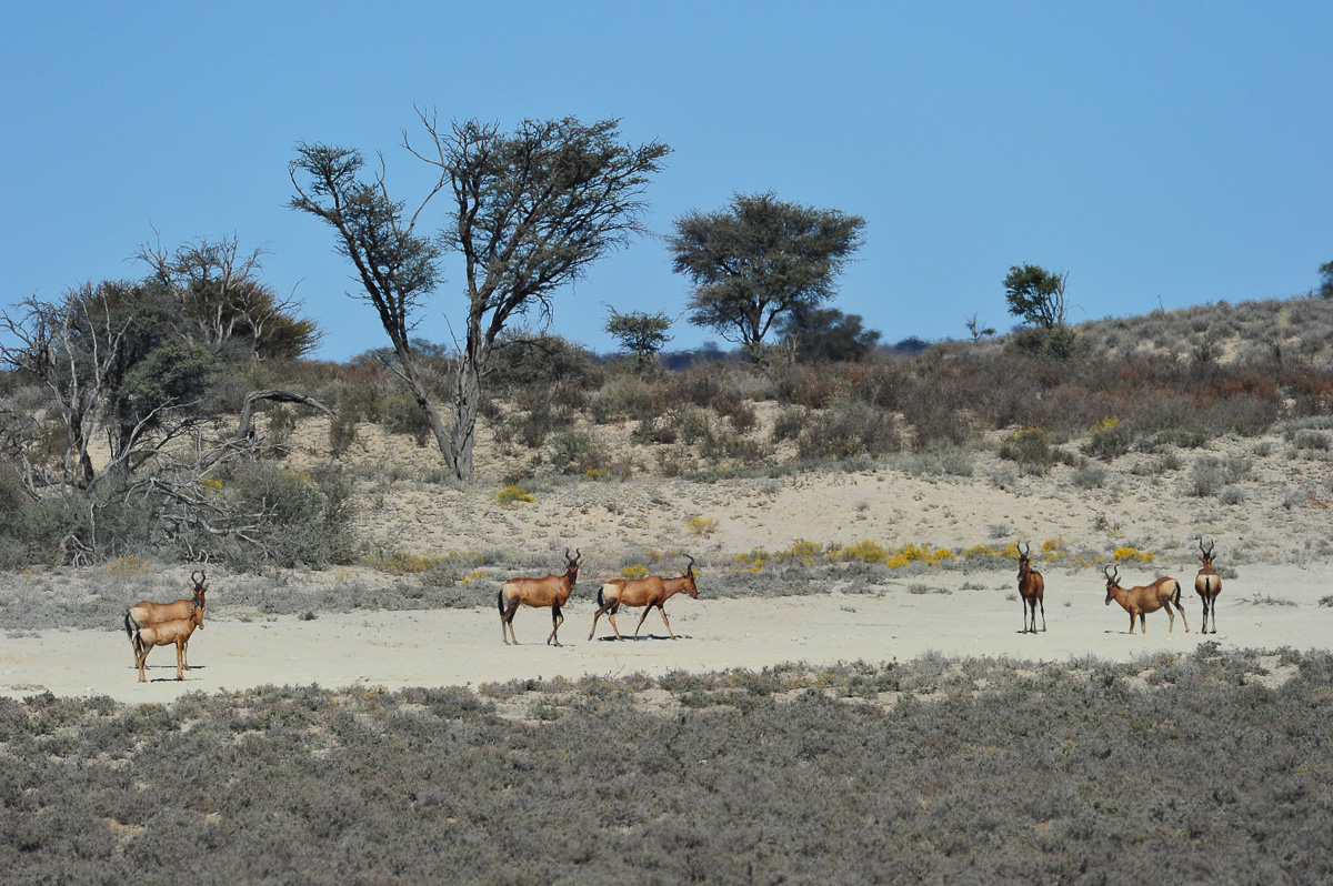 Red Hartebeest in front of Polentswa camp