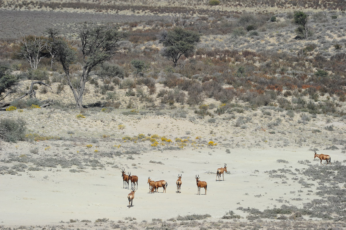 Red hartebeest on pan in front of Polentswa camp