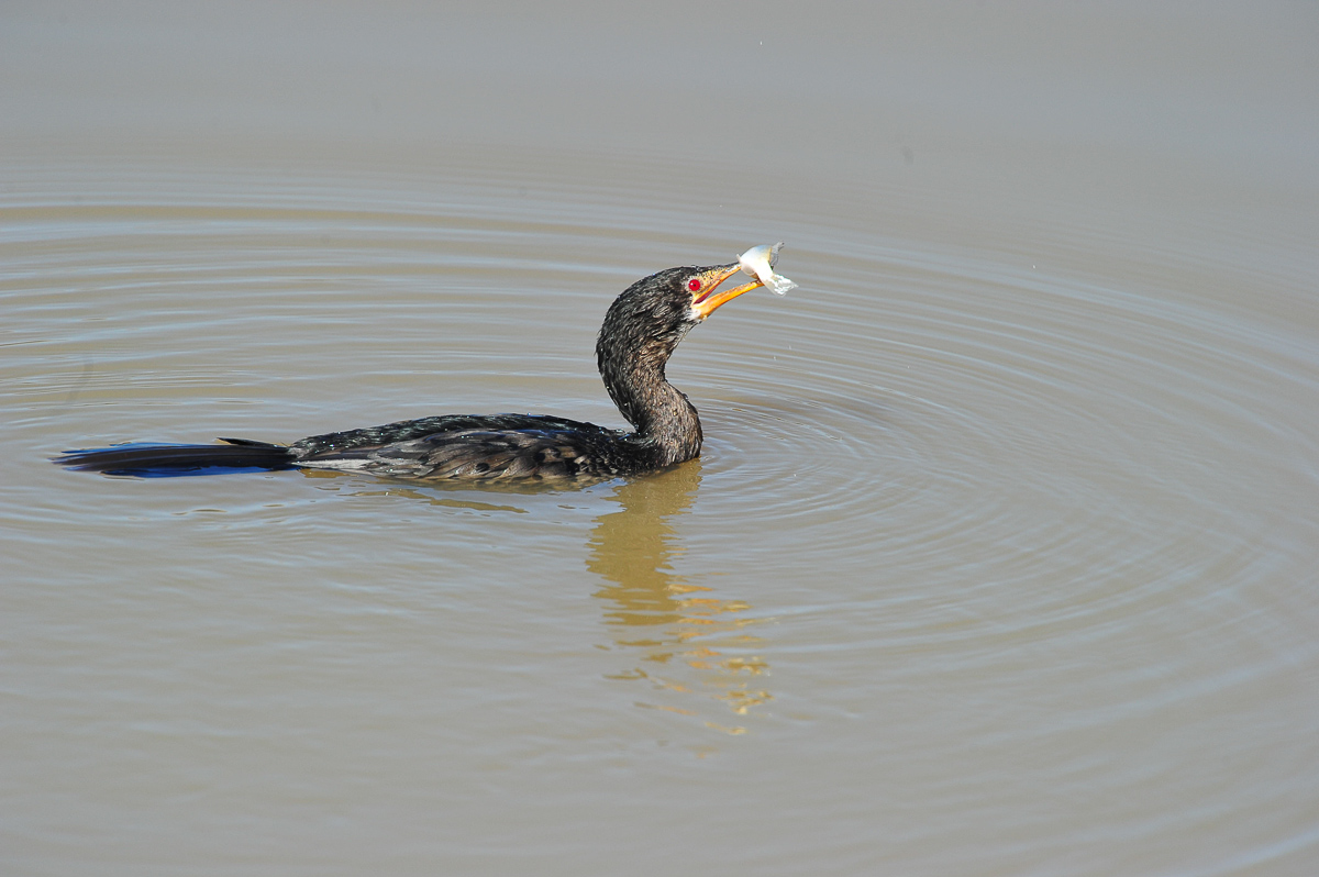 reed cormorant with fish