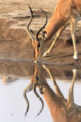 Impala (black faced)
