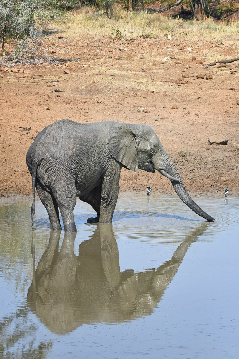 Elephant reflection, taken at Shisha Causeway Pan/waterhole on the H13-1 near Punda Maria Camp in the Kruger Park