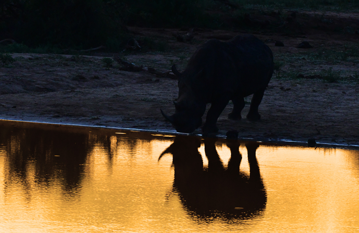 Rhino at sunset in Madikwe
