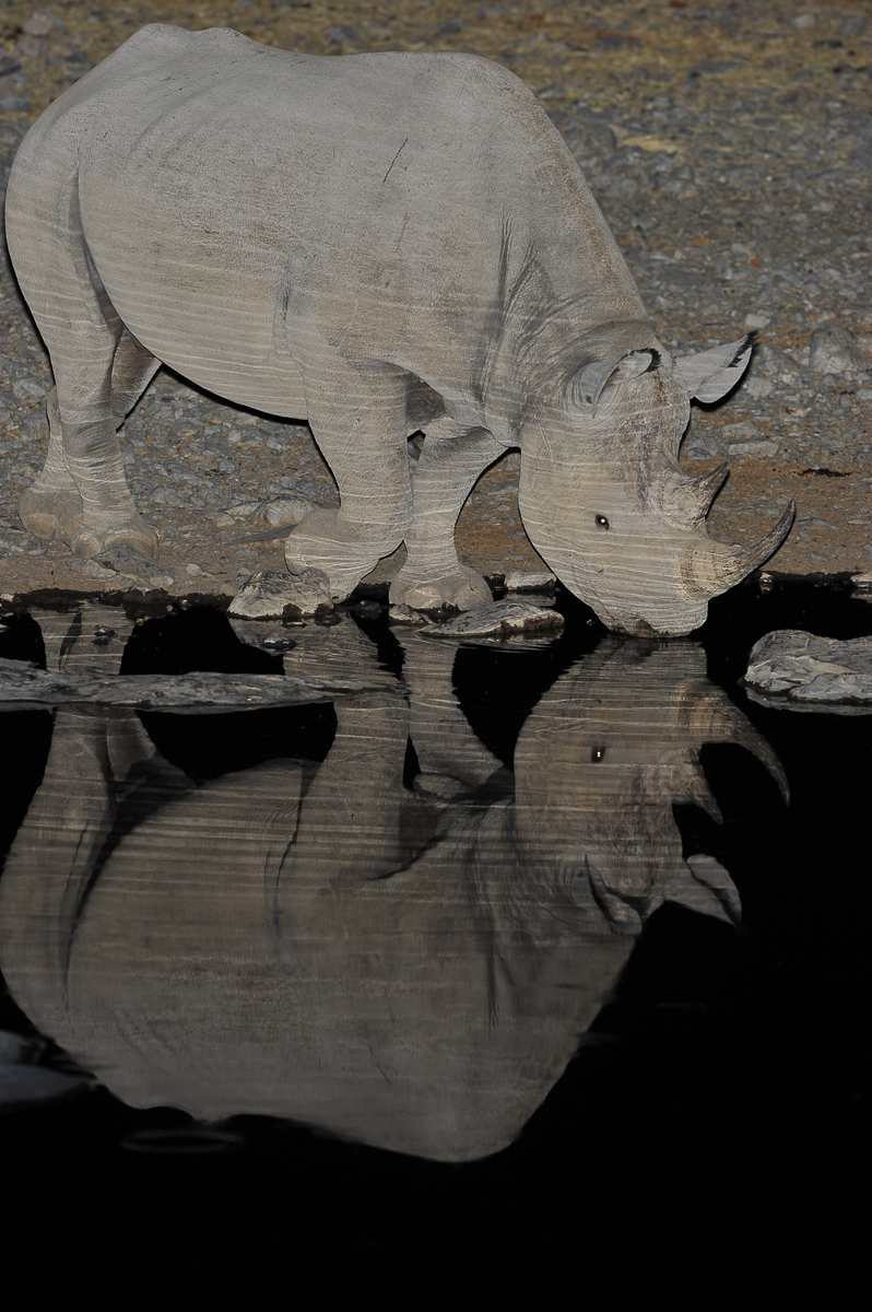 Black rhino reflection at Moringa waterhole in Halali camp in Etosha