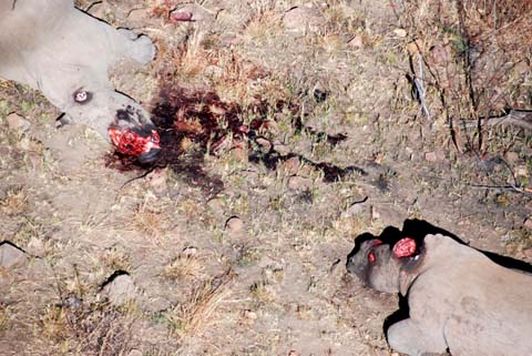 two white rhino slaughtered for their horns in Pilanesberg