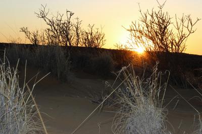 Sunset over the dune in the dry pan.