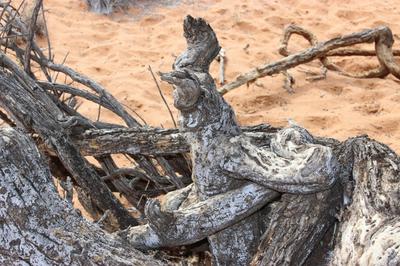 Embraced to death, Figures embraced in the tree trunk of a Camel thorn tree. 