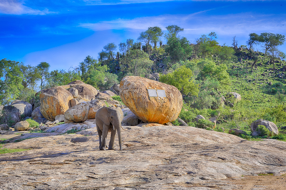 Elephant standing near the Kruger Tablets on the H1-2 near Skukuza in the Kruger National Park
