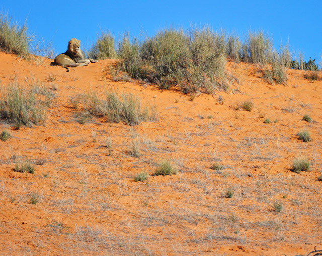 Male lion on sand dune Male lion on sand dune