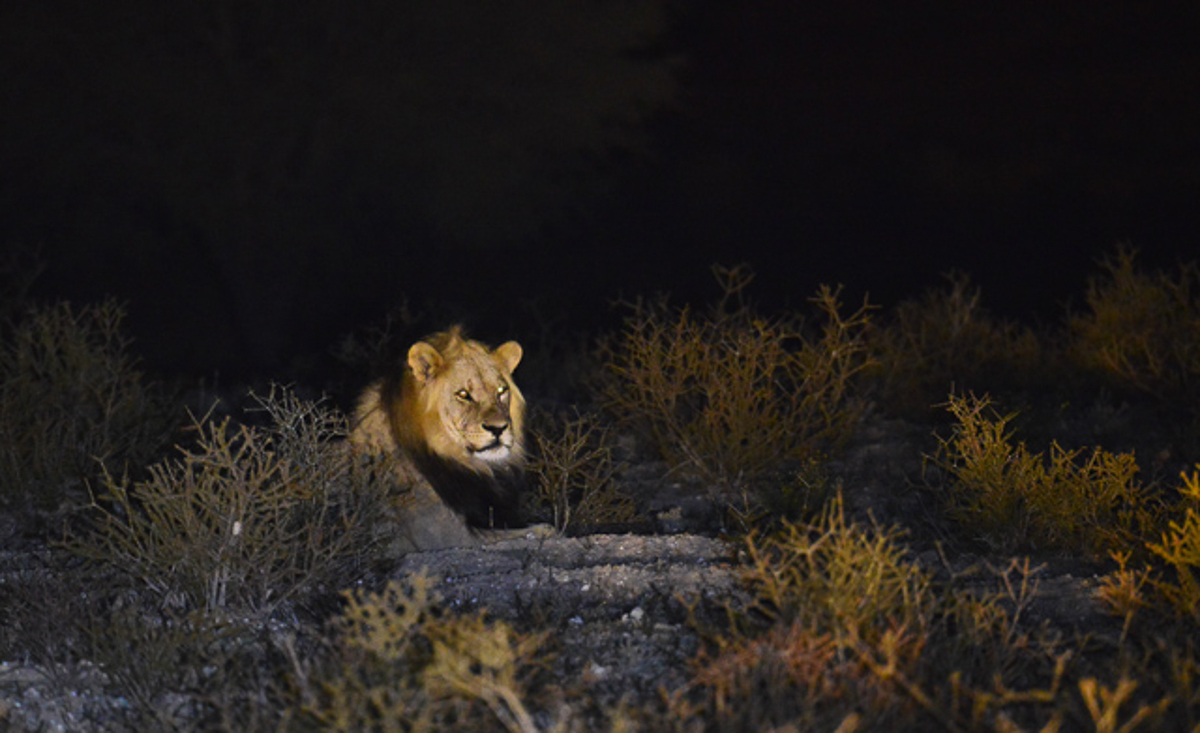 Lazy male lion on night drive Lazy male lion on night drive