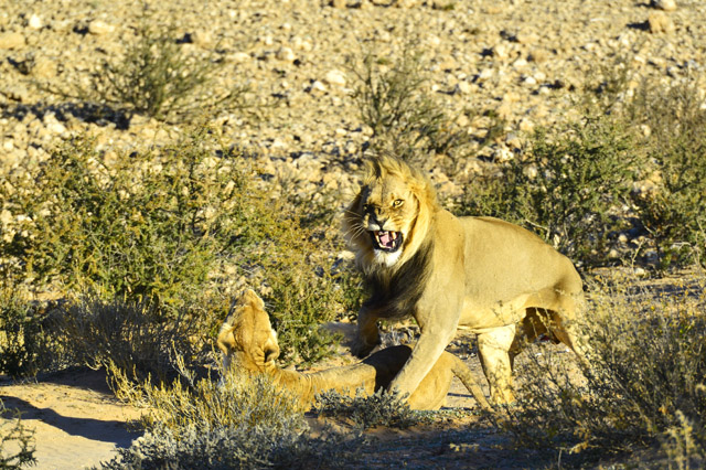 Mating lions in the Kgalagadi Mating lions in the Kgalagadi
