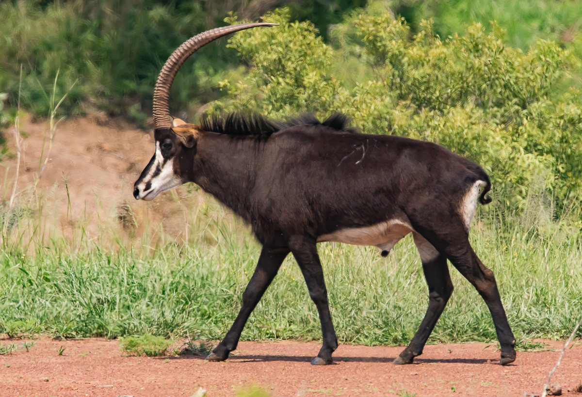 Sable antelope on the H10 near Lower Sabie restcamp, Kruger Park