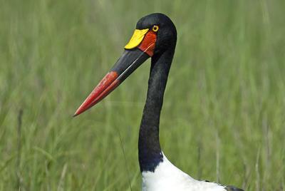 Saddlebilled Stork Portrait