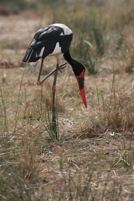 Saddle-Billed Stork 