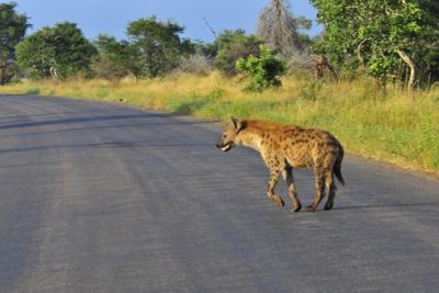 Hyena crossing road