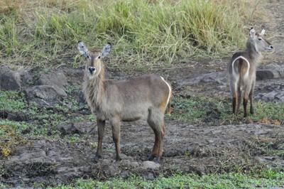 Waterbuck