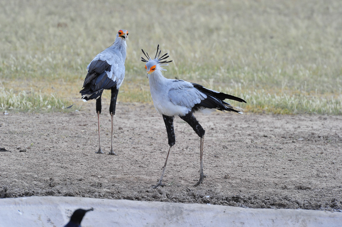 secretary bird at the waterhole at Urikaruus camp
