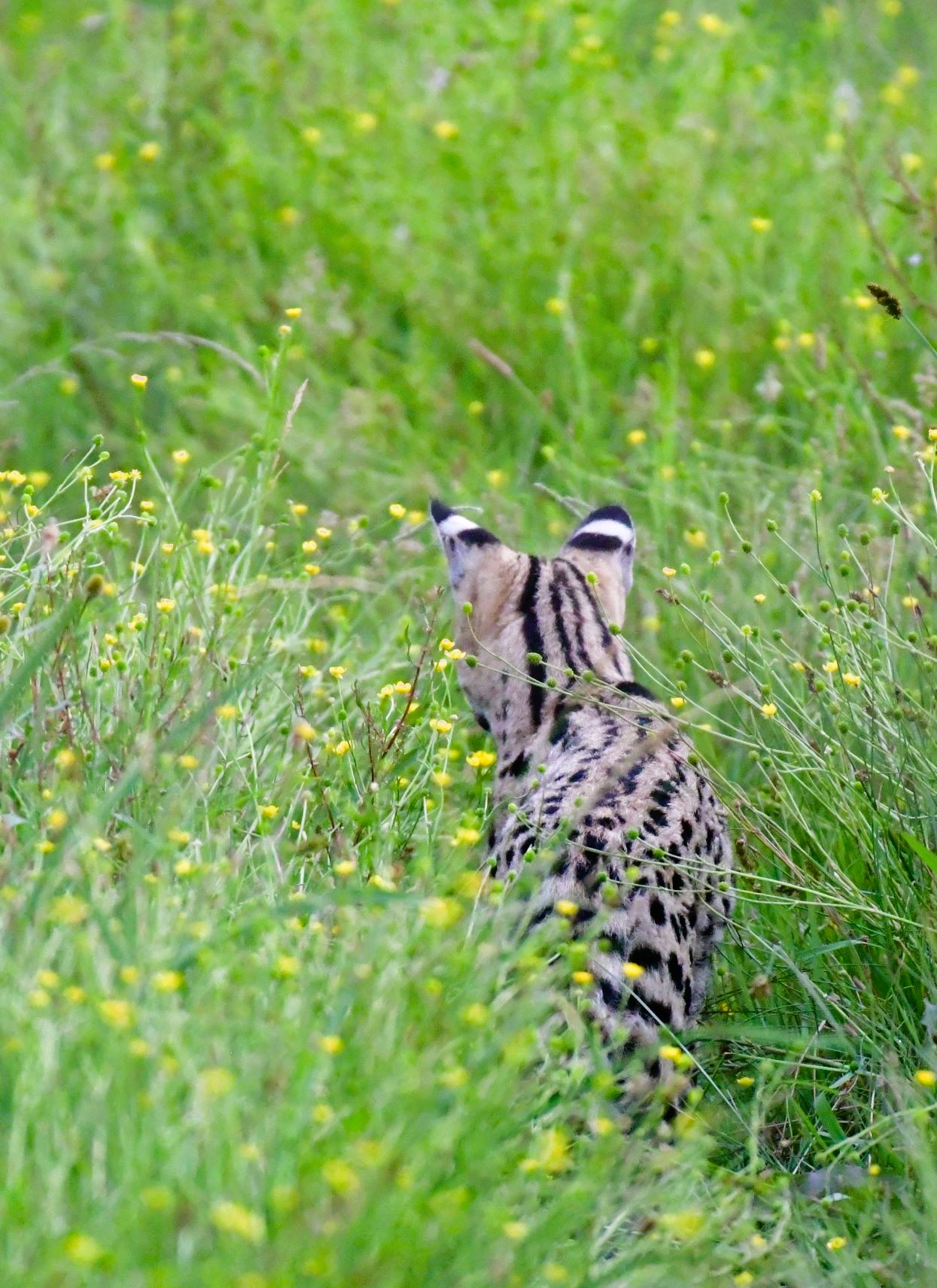 serval from the rear serval from the rear