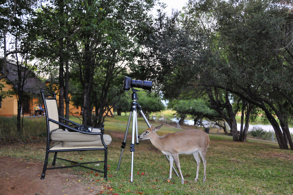 Shine the Grey Duiker at Shimuwini