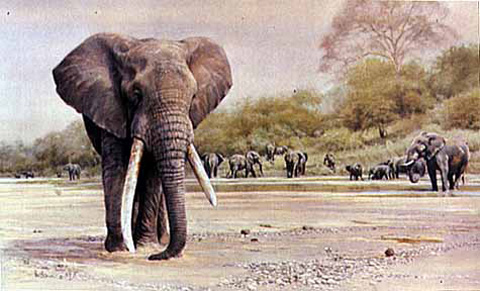 Magnificent Seven - shingwedzi Magnificent Seven - shingwedzi
