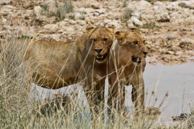 No! - just good friends.........