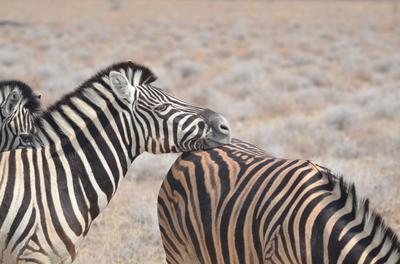 This seems to be a better place for an office nap
